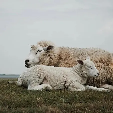Lejlighed Reetdachtraum Hygge Bei Husum